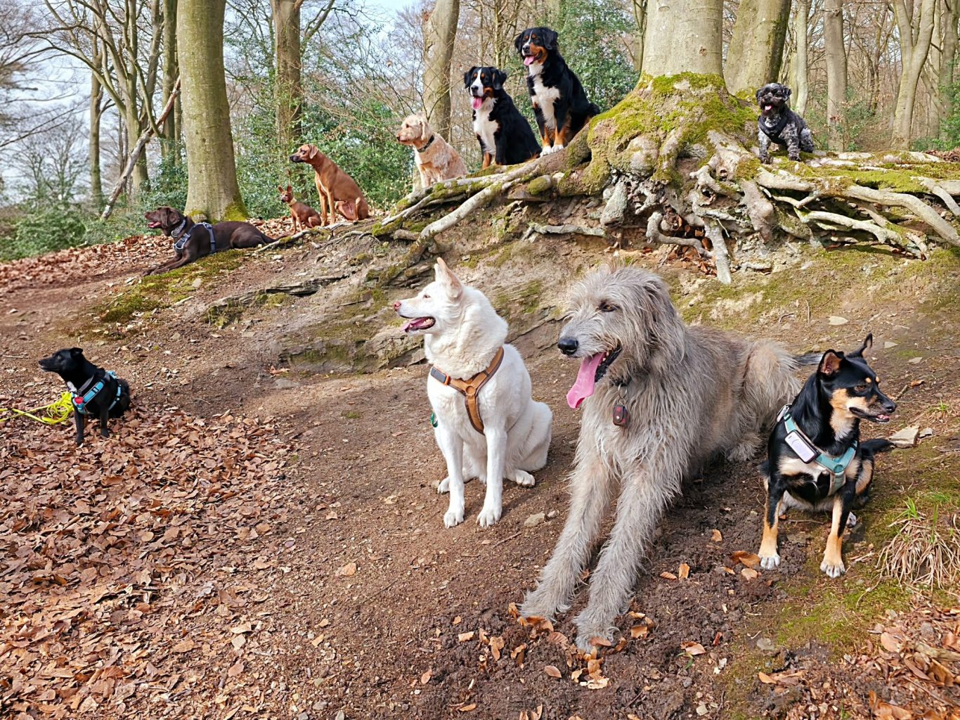 Fell und Feel Hundefreunde Fell und Feel Hundefreunde