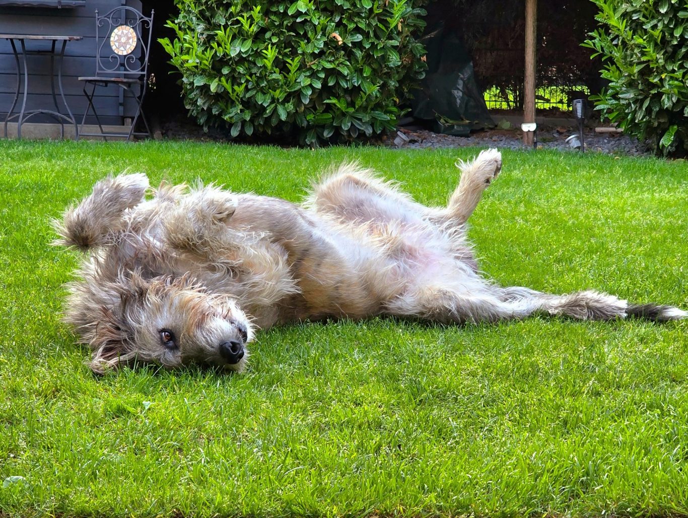 Fell und Feel Loki der Irische Wolfshund Fell und Feel Loki der Irische Wolfshund